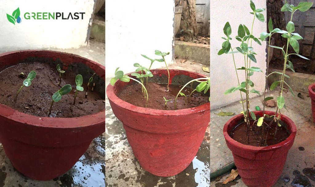 image of plant growth of in soil which decomposed biodegradable water soluble greenplast bags